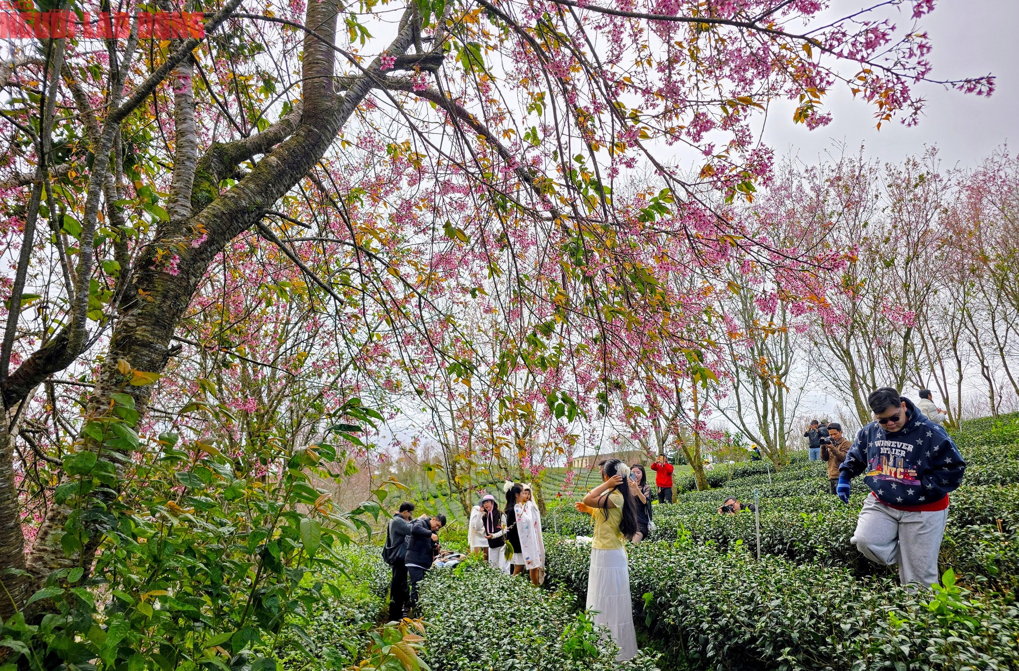 H&agrave;ng trăm "n&agrave;ng thơ" chen ch&acirc;n check-in với hoa mai anh đ&agrave;o nở sớm ở Đ&agrave; Lạt- Ảnh 10.