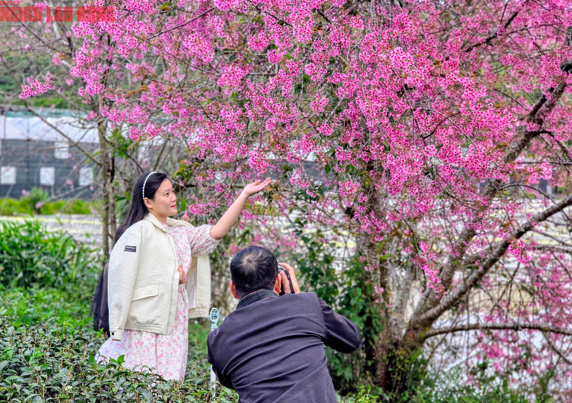 H&agrave;ng trăm "n&agrave;ng thơ" chen ch&acirc;n check-in với hoa mai anh đ&agrave;o nở sớm ở Đ&agrave; Lạt- Ảnh 11.