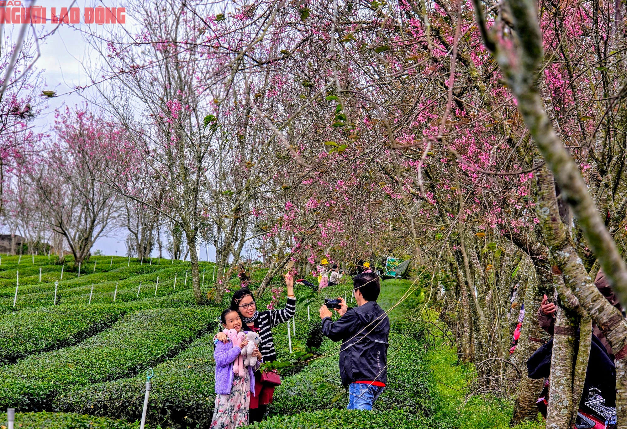 H&agrave;ng trăm "n&agrave;ng thơ" chen ch&acirc;n check-in với hoa mai anh đ&agrave;o nở sớm ở Đ&agrave; Lạt- Ảnh 12.