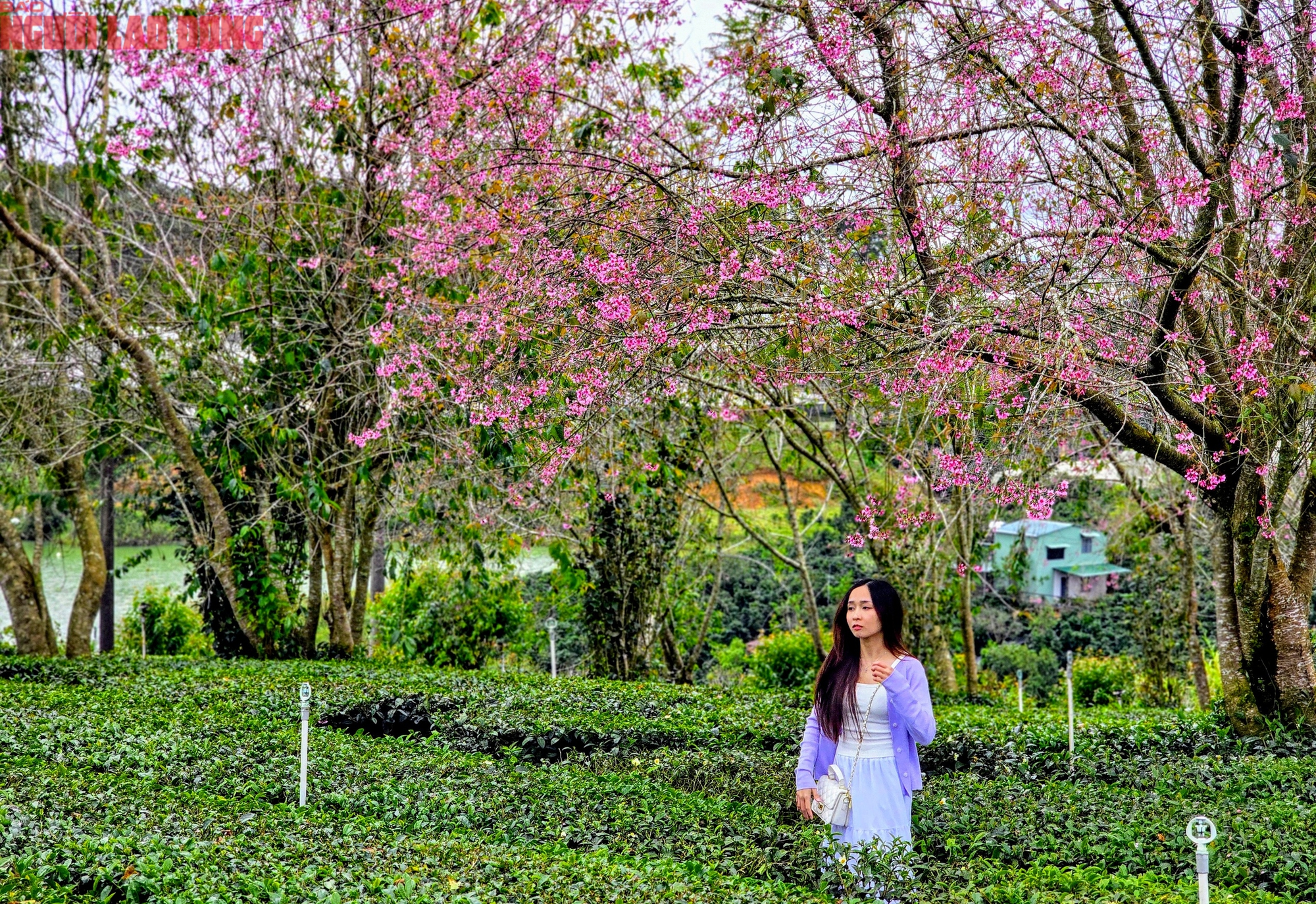 H&agrave;ng trăm "n&agrave;ng thơ" chen ch&acirc;n check-in với hoa mai anh đ&agrave;o nở sớm ở Đ&agrave; Lạt- Ảnh 13.