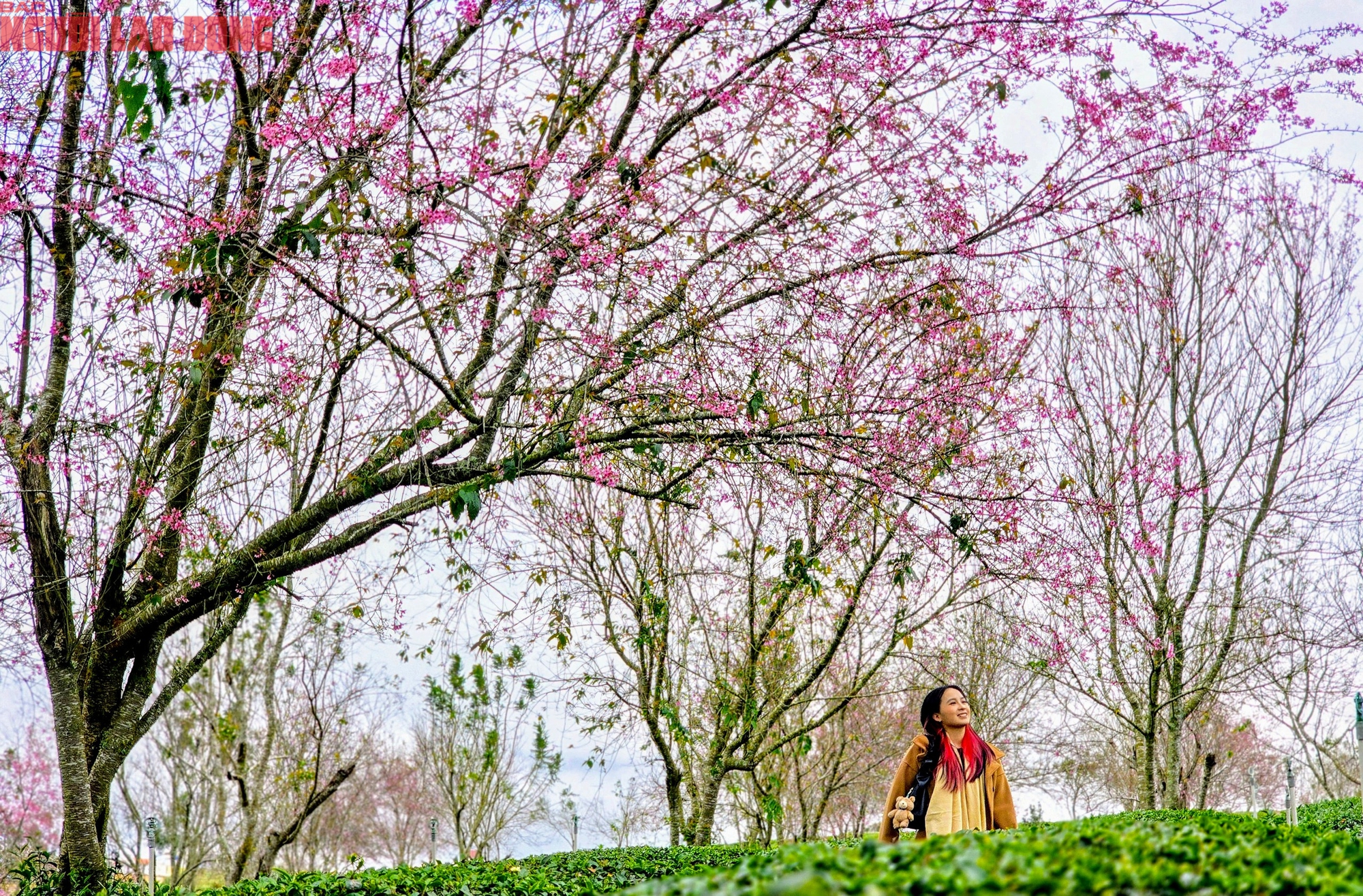 H&agrave;ng trăm "n&agrave;ng thơ" chen ch&acirc;n check-in với hoa mai anh đ&agrave;o nở sớm ở Đ&agrave; Lạt- Ảnh 14.