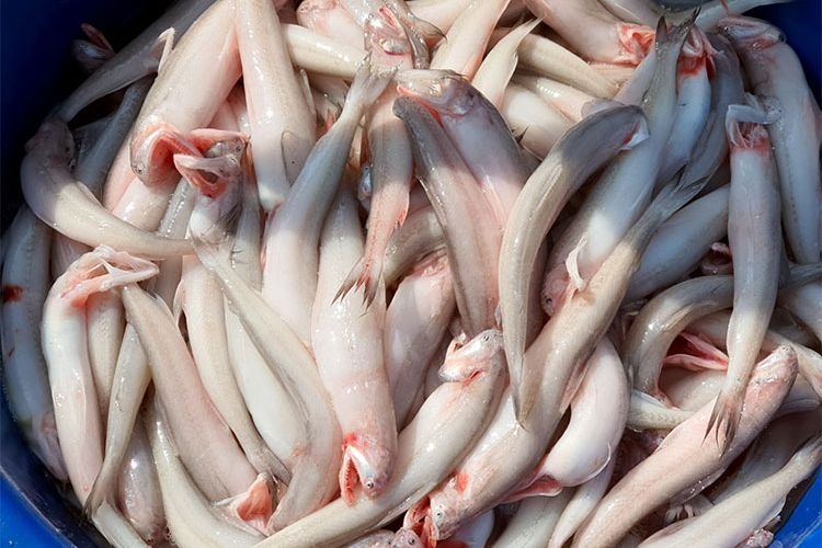 Loại c&aacute; da trơn, kh&ocirc;ng c&oacute; vảy, &iacute;t xương, nhiều ở v&ugrave;ng Thanh H&oacute;a, Nghệ An, H&agrave; Tĩnh: Nhiều chất m&agrave; lại rẻ- Ảnh 1.