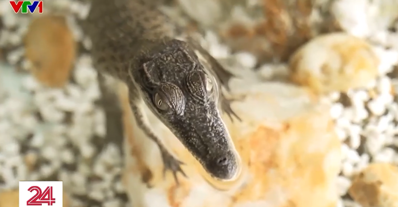 Nu&ocirc;i c&aacute; sấu l&agrave;m th&uacute; cưng - th&uacute; vui mới tại Australia- Ảnh 1.