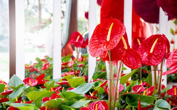 Chỉ cần 4 c&acirc;y n&agrave;y c&ograve;n xanh trong nh&agrave;: C&ocirc;ng danh vượng ph&aacute;t, con ch&aacute;u dễ th&agrave;nh t&agrave;i- Ảnh 4.