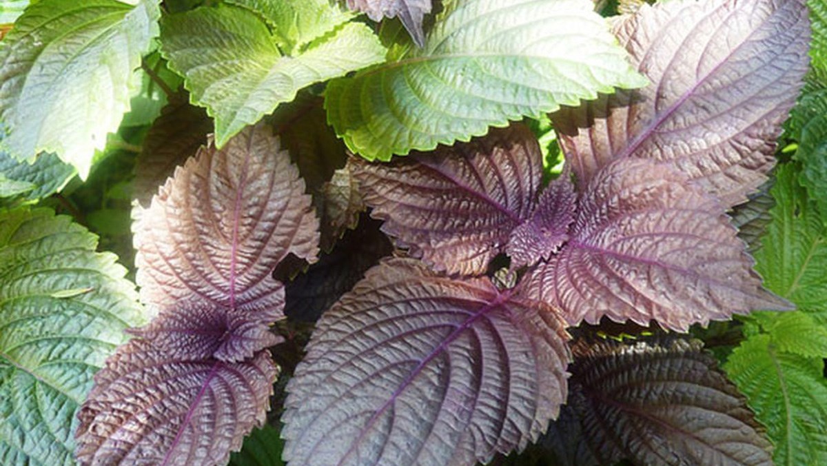 3 loại c&acirc;y n&ecirc;n trồng v&agrave;o năm 2026: Vừa l&agrave;m thuốc qu&yacute; vừa h&uacute;t sinh kh&iacute;, t&agrave;i lộc v&agrave;o nh&agrave;- Ảnh 3.