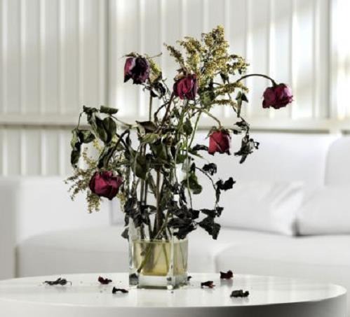 3 c&acirc;y ĐẠI KỴ ng&agrave;y Tết- Ảnh 3.