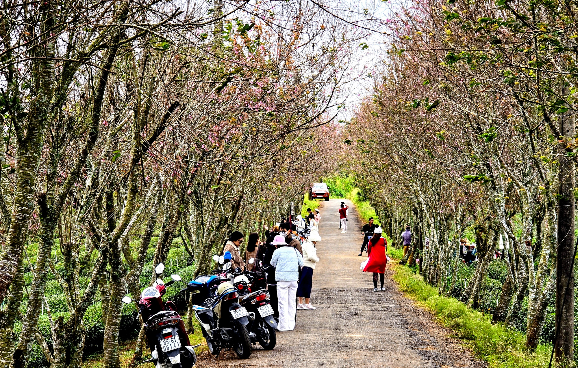 H&agrave;ng trăm "n&agrave;ng thơ" chen ch&acirc;n check-in với hoa mai anh đ&agrave;o nở sớm ở Đ&agrave; Lạt- Ảnh 6.