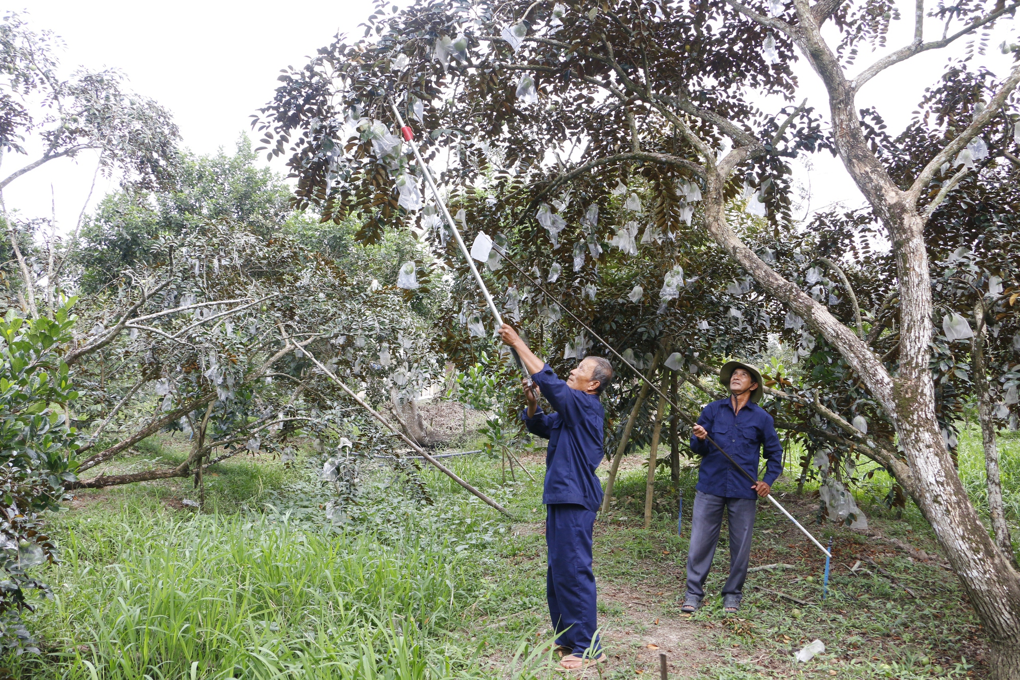 Rộn r&agrave;ng v&uacute; sữa L&ograve; R&egrave;n, nh&agrave; vườn "bỏ t&uacute;i" h&agrave;ng trăm triệu đồng- Ảnh 3.