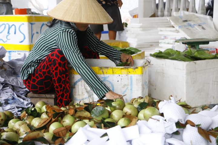 Rộn r&agrave;ng v&uacute; sữa L&ograve; R&egrave;n, nh&agrave; vườn "bỏ t&uacute;i" h&agrave;ng trăm triệu đồng- Ảnh 2.