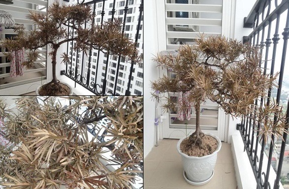 3 c&acirc;y ĐẠI KỴ ng&agrave;y Tết- Ảnh 1.