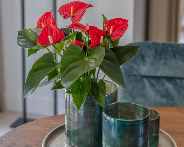 Tết rước 1 chậu c&acirc;y n&agrave;y về nh&agrave;: Vận tiền bạc, chức vị đều 