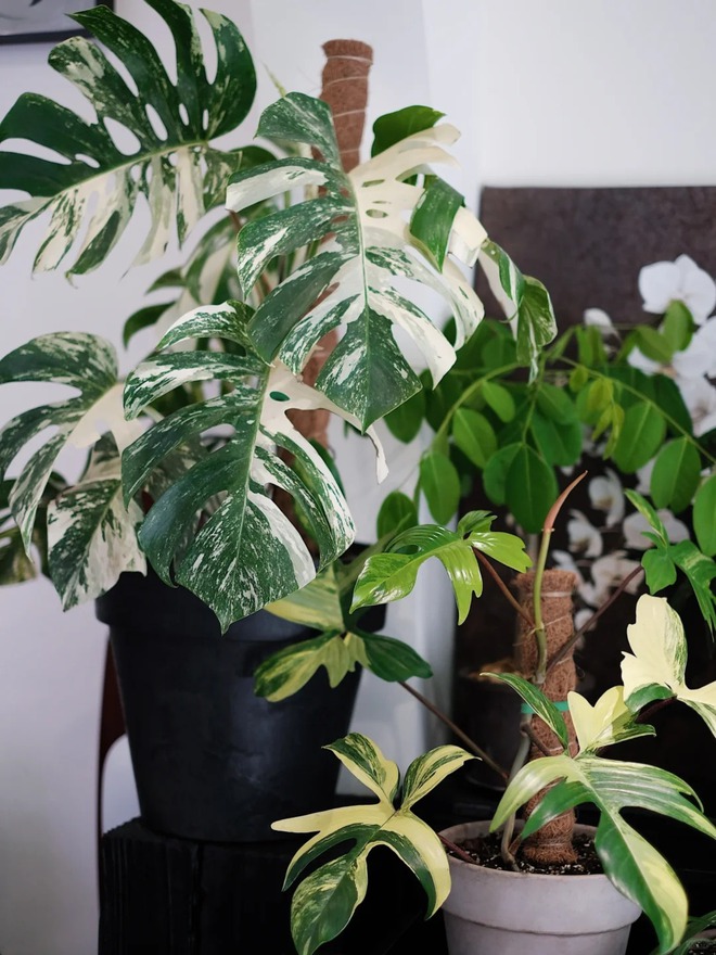 Bỏ phố về... ban c&ocirc;ng: Ch&agrave;ng trai 9x chia sẻ b&iacute; k&iacute;p "mang rừng về phố", chỉ 3 quy tắc sắp xếp l&agrave; c&oacute; ngay g&oacute;c chill triệu like- Ảnh 11.