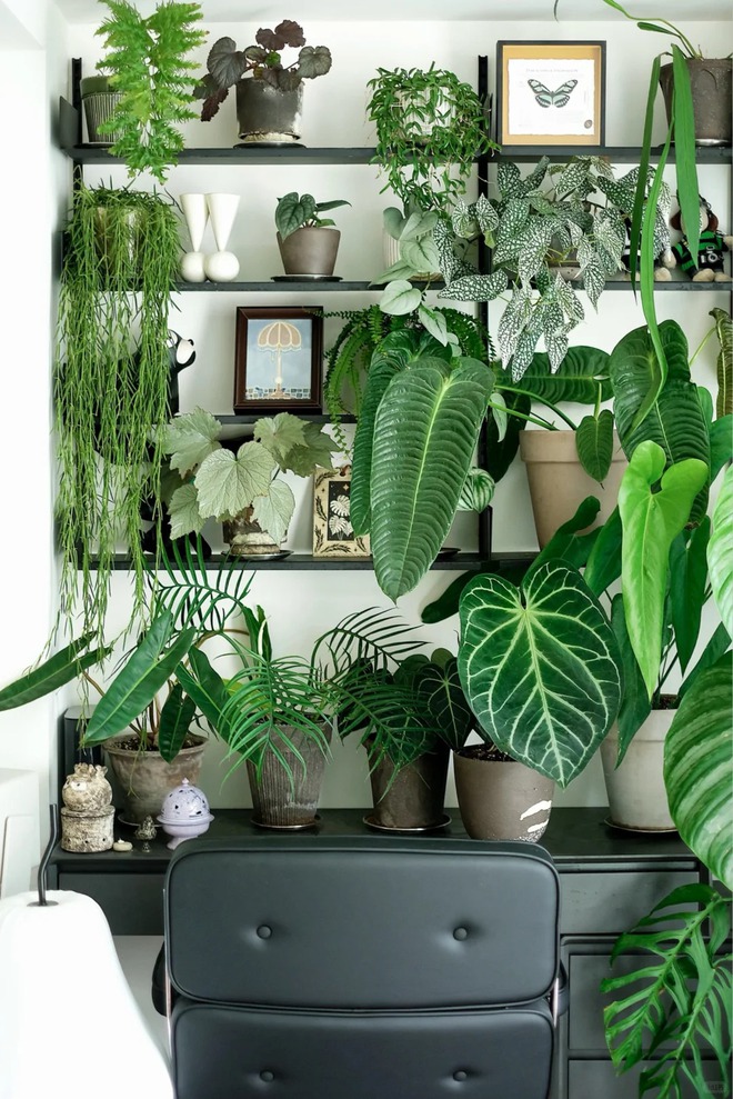 Bỏ phố về... ban c&ocirc;ng: Ch&agrave;ng trai 9x chia sẻ b&iacute; k&iacute;p "mang rừng về phố", chỉ 3 quy tắc sắp xếp l&agrave; c&oacute; ngay g&oacute;c chill triệu like- Ảnh 5.