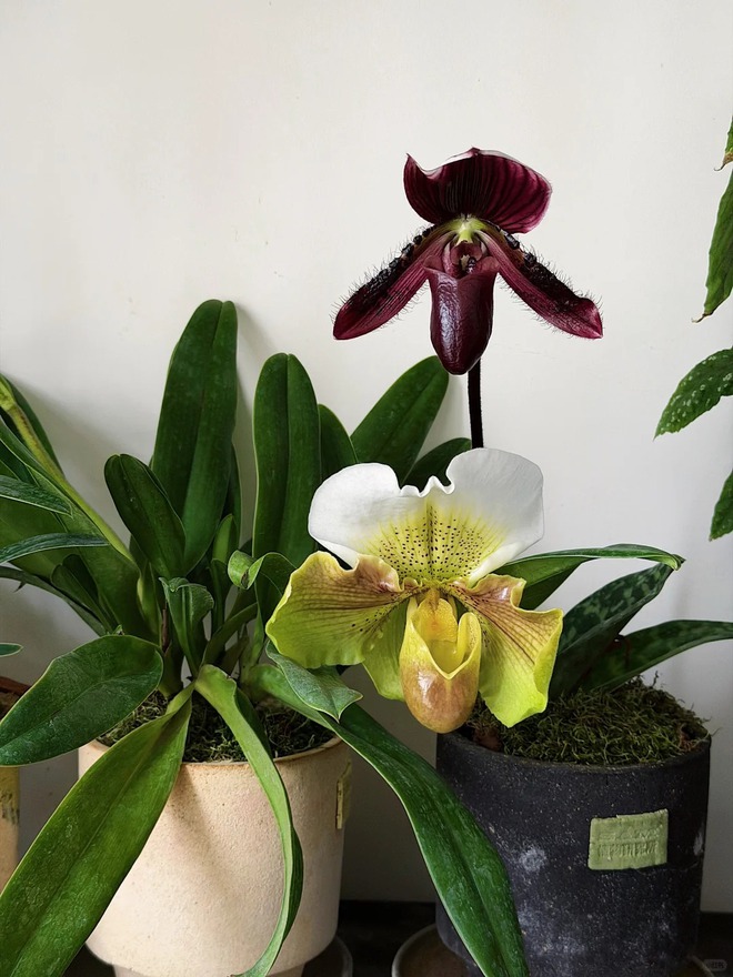 Bỏ phố về... ban c&ocirc;ng: Ch&agrave;ng trai 9x chia sẻ b&iacute; k&iacute;p "mang rừng về phố", chỉ 3 quy tắc sắp xếp l&agrave; c&oacute; ngay g&oacute;c chill triệu like- Ảnh 8.