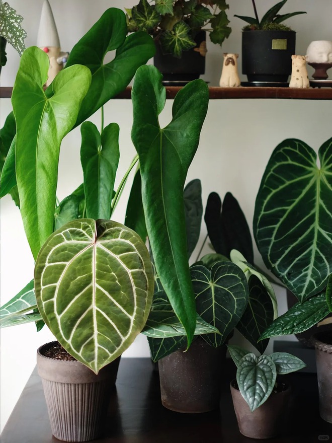 Bỏ phố về... ban c&ocirc;ng: Ch&agrave;ng trai 9x chia sẻ b&iacute; k&iacute;p "mang rừng về phố", chỉ 3 quy tắc sắp xếp l&agrave; c&oacute; ngay g&oacute;c chill triệu like- Ảnh 10.