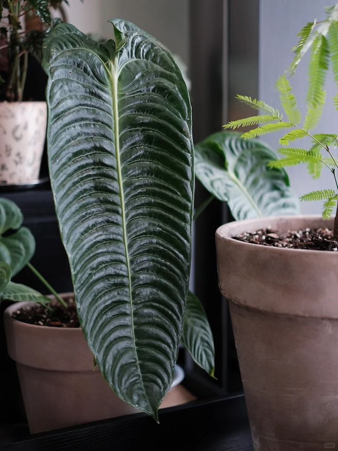 Bỏ phố về... ban c&ocirc;ng: Ch&agrave;ng trai 9x chia sẻ b&iacute; k&iacute;p "mang rừng về phố", chỉ 3 quy tắc sắp xếp l&agrave; c&oacute; ngay g&oacute;c chill triệu like- Ảnh 16.