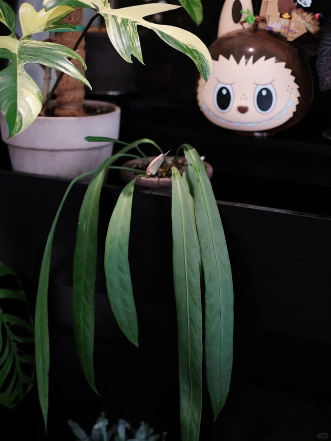 Bỏ phố về... ban c&ocirc;ng: Ch&agrave;ng trai 9x chia sẻ b&iacute; k&iacute;p "mang rừng về phố", chỉ 3 quy tắc sắp xếp l&agrave; c&oacute; ngay g&oacute;c chill triệu like- Ảnh 15.