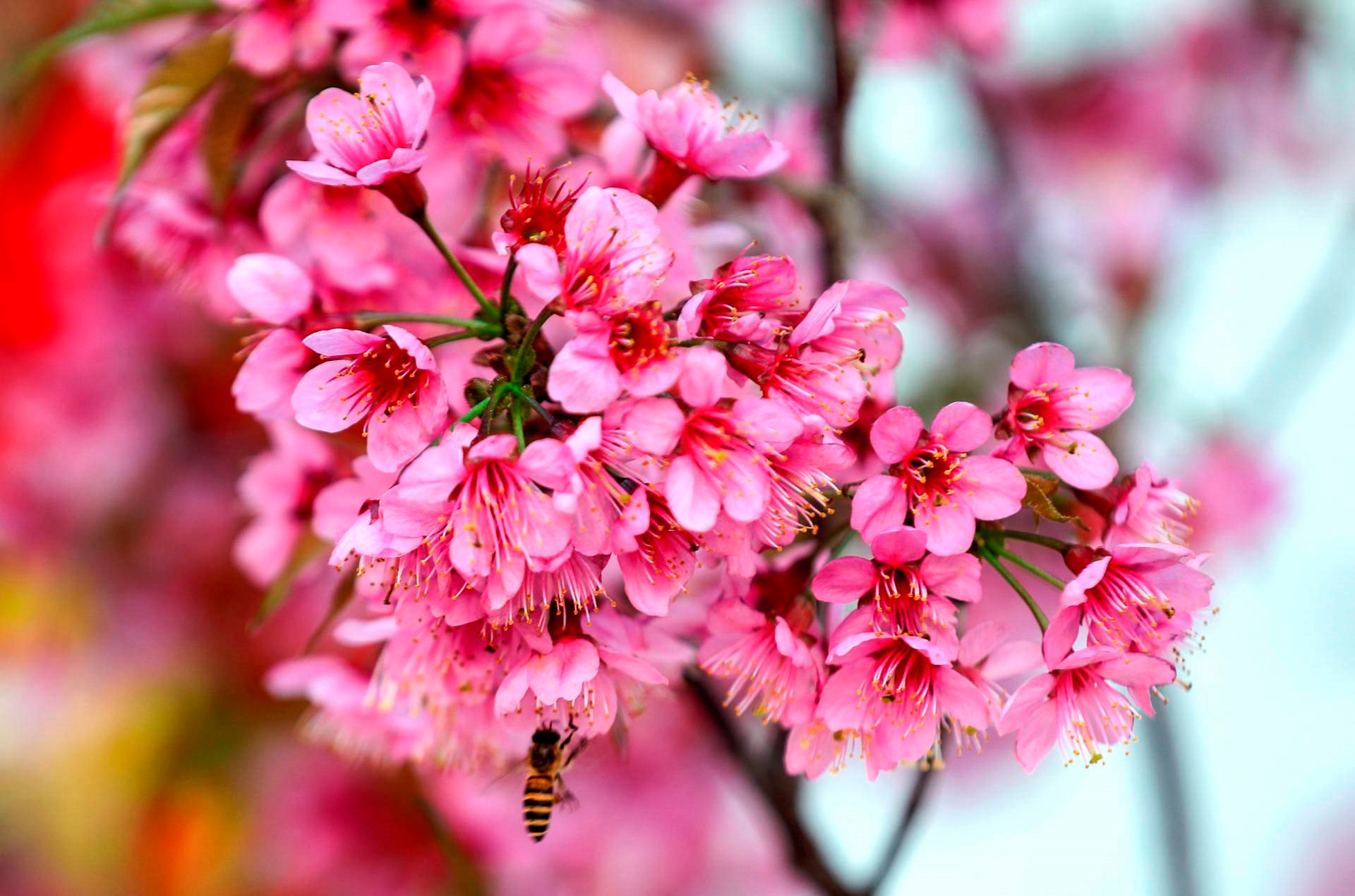 Kh&ocirc;ng phải H&agrave;n Quốc, Nhật Bản, đ&acirc;y l&agrave; nơi đang c&oacute; hoa mai anh đ&agrave;o nở rực 1 g&oacute;c trời: C&aacute;ch H&agrave; Nội 300km- Ảnh 9.