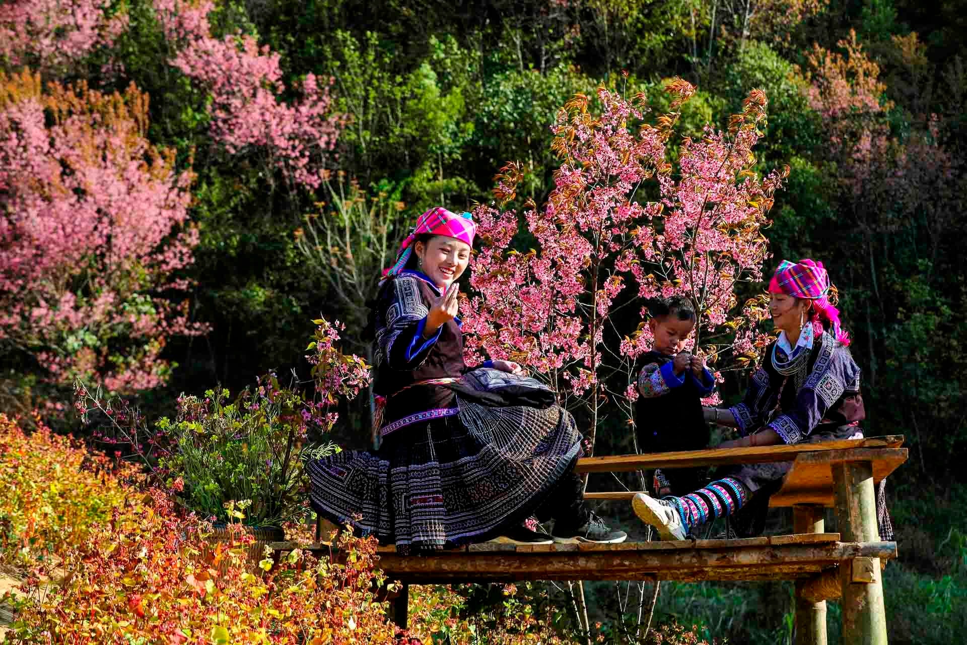 Kh&ocirc;ng phải H&agrave;n Quốc, Nhật Bản, đ&acirc;y l&agrave; nơi đang c&oacute; hoa mai anh đ&agrave;o nở rực 1 g&oacute;c trời: C&aacute;ch H&agrave; Nội 300km- Ảnh 6.