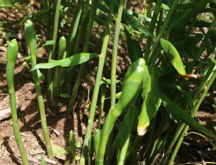 Thứ hoa tưởng v&ocirc; dụng, kh&ocirc;ng ngờ l&agrave; m&oacute;n ăn lạ thơm ngon, bất ngờ g&acirc;y sốt- Ảnh 2.