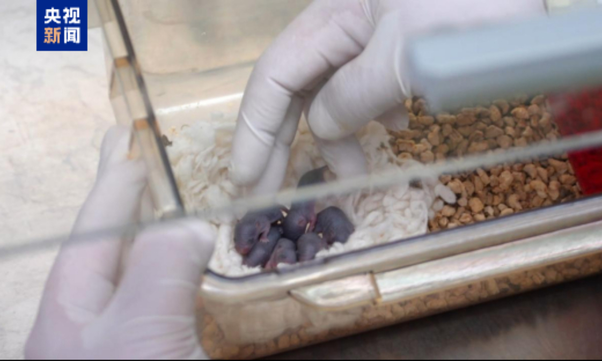 Ch&uacute; chuột vũ trụ vừa sinh ra 9 ch&uacute; chuột con- Ảnh 1.