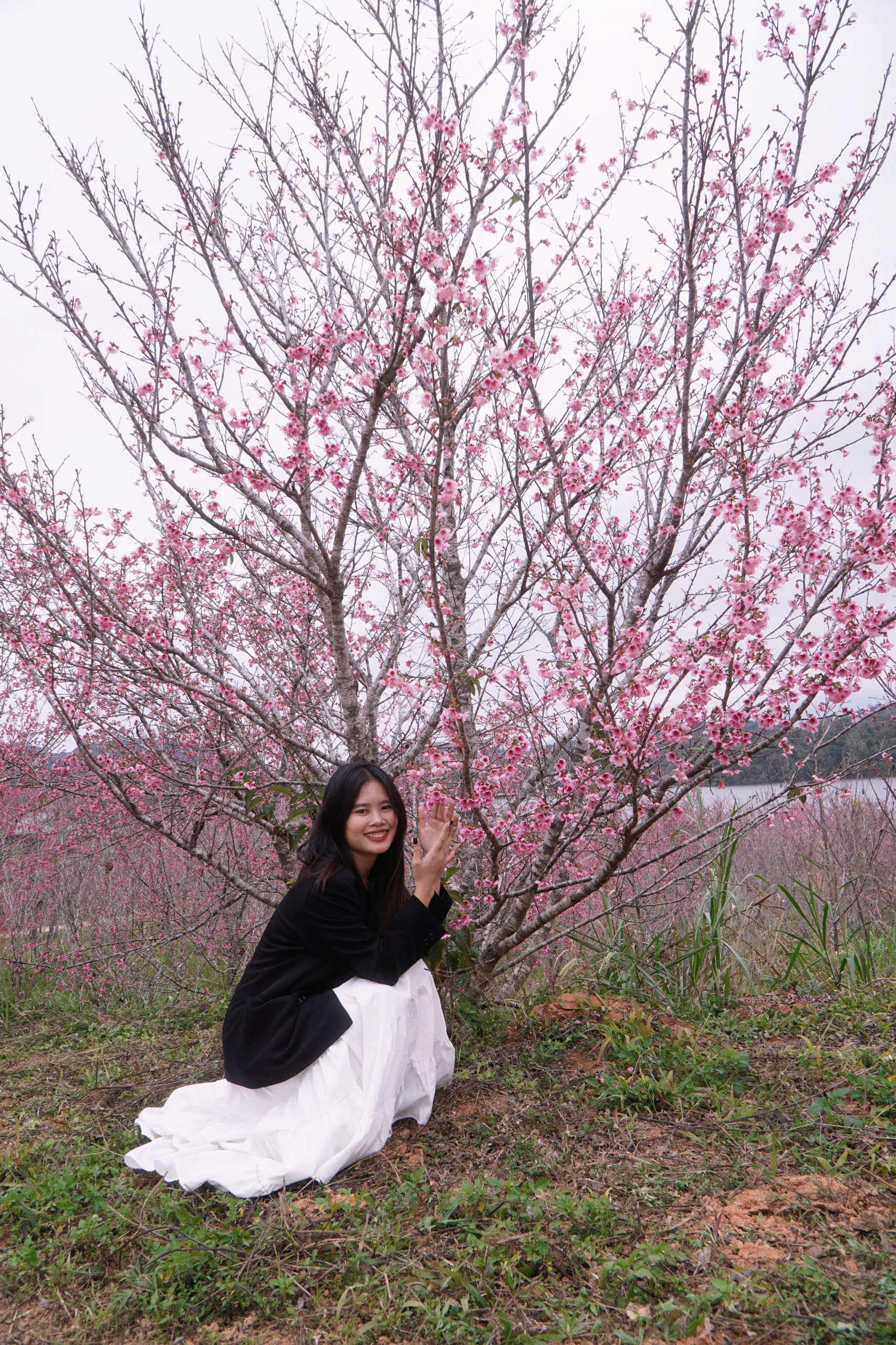 Check-in rừng hoa anh đ&agrave;o Nhật Bản đang nở rộ ở Điện Bi&ecirc;n- Ảnh 4.