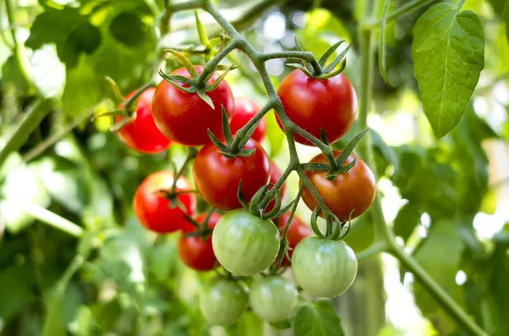 7 loại c&acirc;y c&oacute; cho cũng kh&ocirc;ng n&ecirc;n trồng trong nh&agrave;- Ảnh 4.