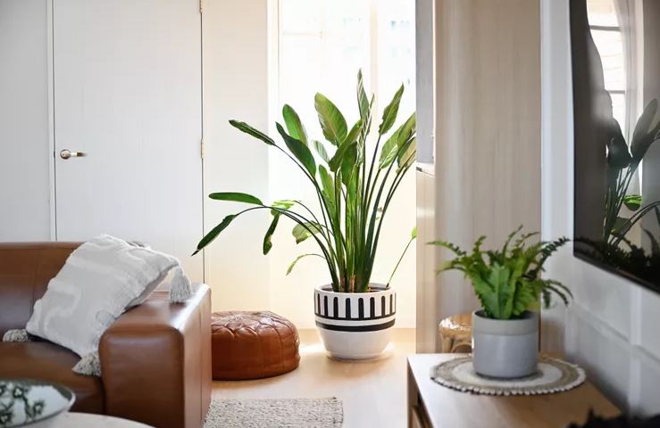 7 loại c&acirc;y c&oacute; cho cũng kh&ocirc;ng n&ecirc;n trồng trong nh&agrave;- Ảnh 5.