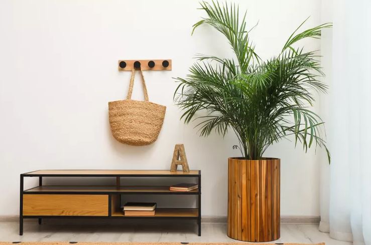 7 loại c&acirc;y c&oacute; cho cũng kh&ocirc;ng n&ecirc;n trồng trong nh&agrave;- Ảnh 2.