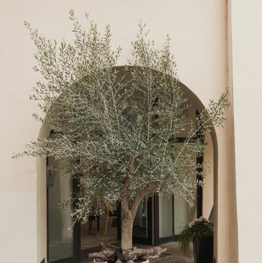 10 loại c&acirc;y trồng trước nh&agrave; cực hợp: H&agrave;ng x&oacute;m nh&igrave;n thấy sẽ phải gọi điện ngay cho bạn- Ảnh 2.