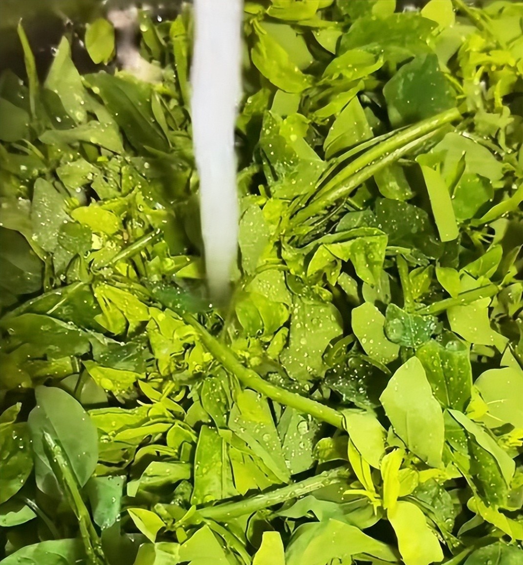 Loại rau xưa nay chỉ tuốt l&aacute; nấu canh, nhưng l&agrave;m theo c&aacute;ch n&agrave;y lại cực ngon, gi&ograve;n v&ocirc; c&ugrave;ng v&agrave; ai ăn cũng bất ngờ- Ảnh 4.