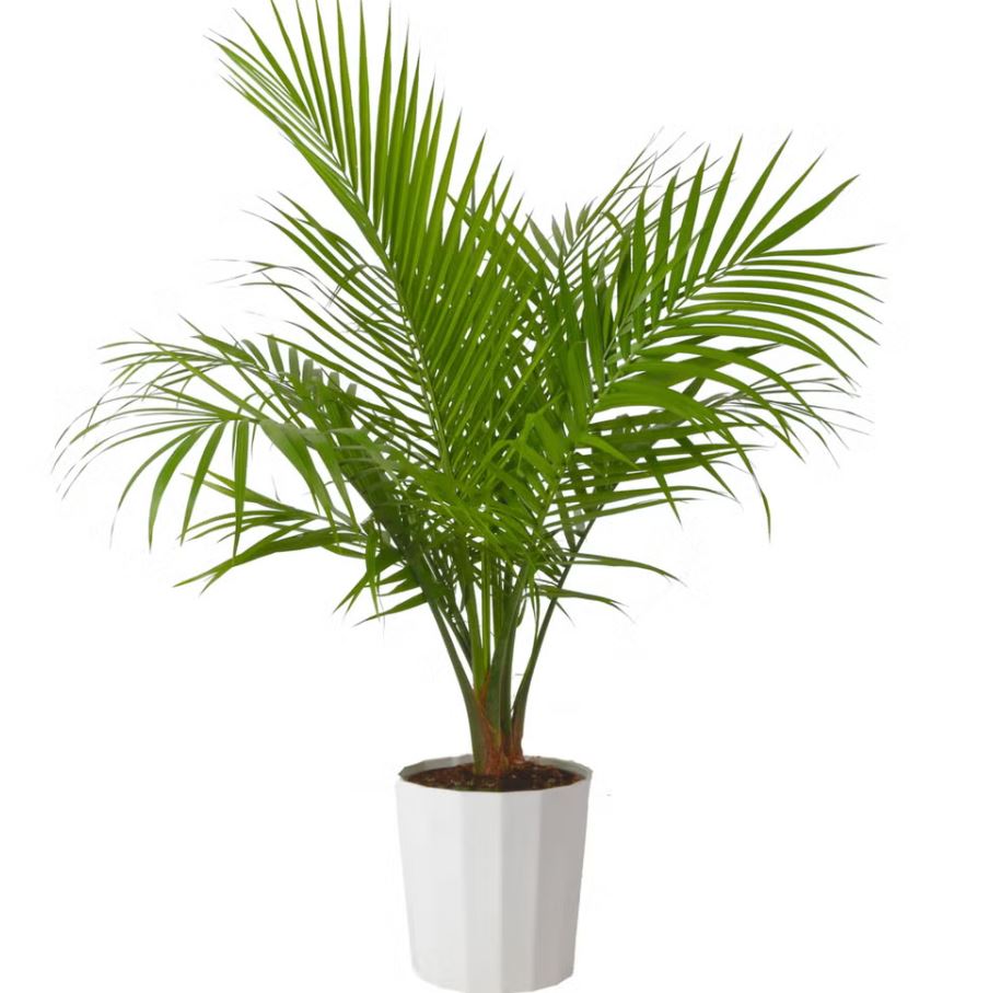 10 loại c&acirc;y trồng trước nh&agrave; cực hợp: H&agrave;ng x&oacute;m nh&igrave;n thấy sẽ phải gọi điện ngay cho bạn- Ảnh 7.