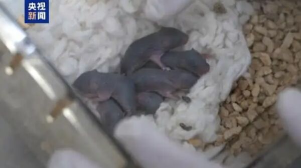 Ch&uacute; chuột vũ trụ vừa sinh ra 9 ch&uacute; chuột con- Ảnh 2.