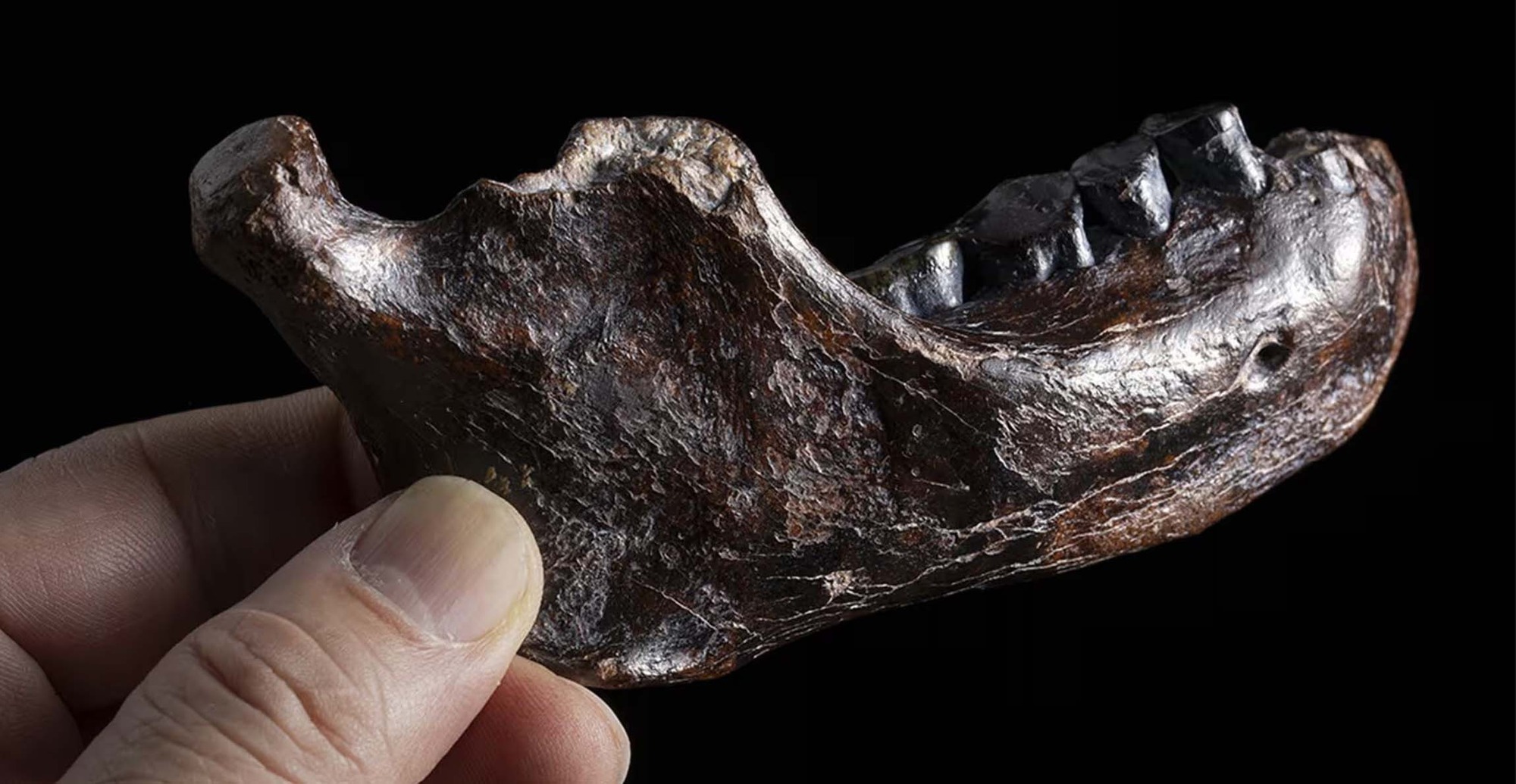 Bí ẩn 15 năm được giải mã chỉ sau một đêm? Cú đột phá từ cao răng giải mã bí ẩn 146.000 năm!- Ảnh 4. Bí ẩn 15 năm được giải mã chỉ sau một đêm? Cú đột phá từ cao răng giải mã bí ẩn 146.000 năm!- Ảnh 4.