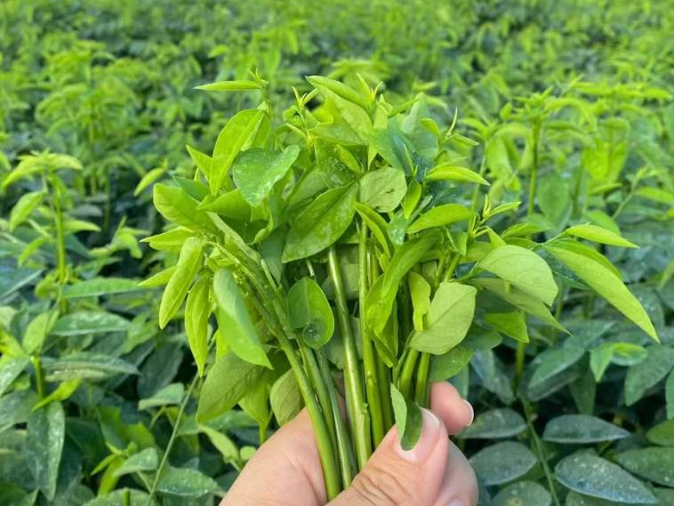 Loại rau xưa nay chỉ tuốt l&aacute; nấu canh, nhưng l&agrave;m theo c&aacute;ch n&agrave;y lại cực ngon, gi&ograve;n v&ocirc; c&ugrave;ng v&agrave; ai ăn cũng bất ngờ- Ảnh 2.