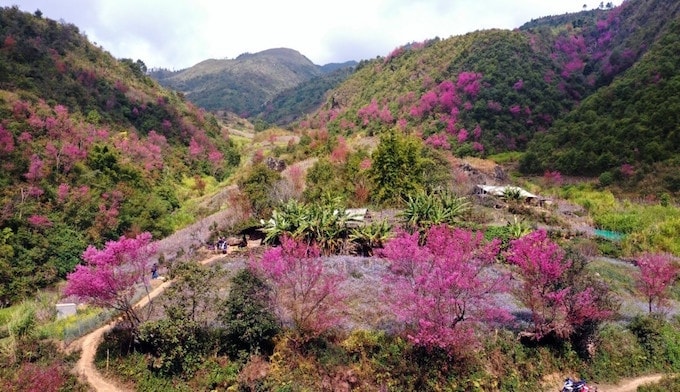 Kh&ocirc;ng phải H&agrave;n Quốc, Nhật Bản, đ&acirc;y l&agrave; nơi đang c&oacute; hoa mai anh đ&agrave;o nở rực 1 g&oacute;c trời: C&aacute;ch H&agrave; Nội 300km- Ảnh 10.