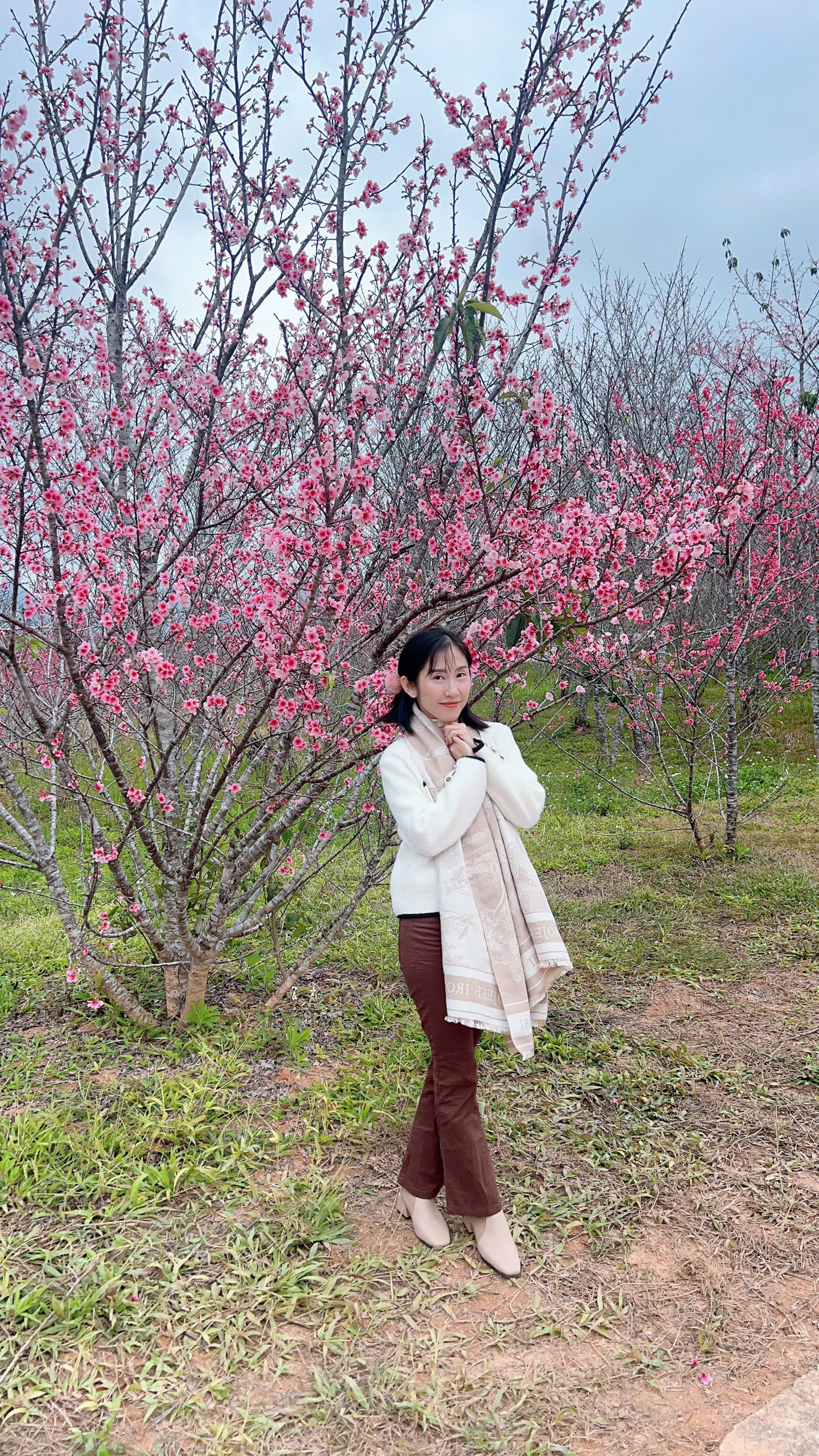 Check-in rừng hoa anh đ&agrave;o Nhật Bản đang nở rộ ở Điện Bi&ecirc;n- Ảnh 3.