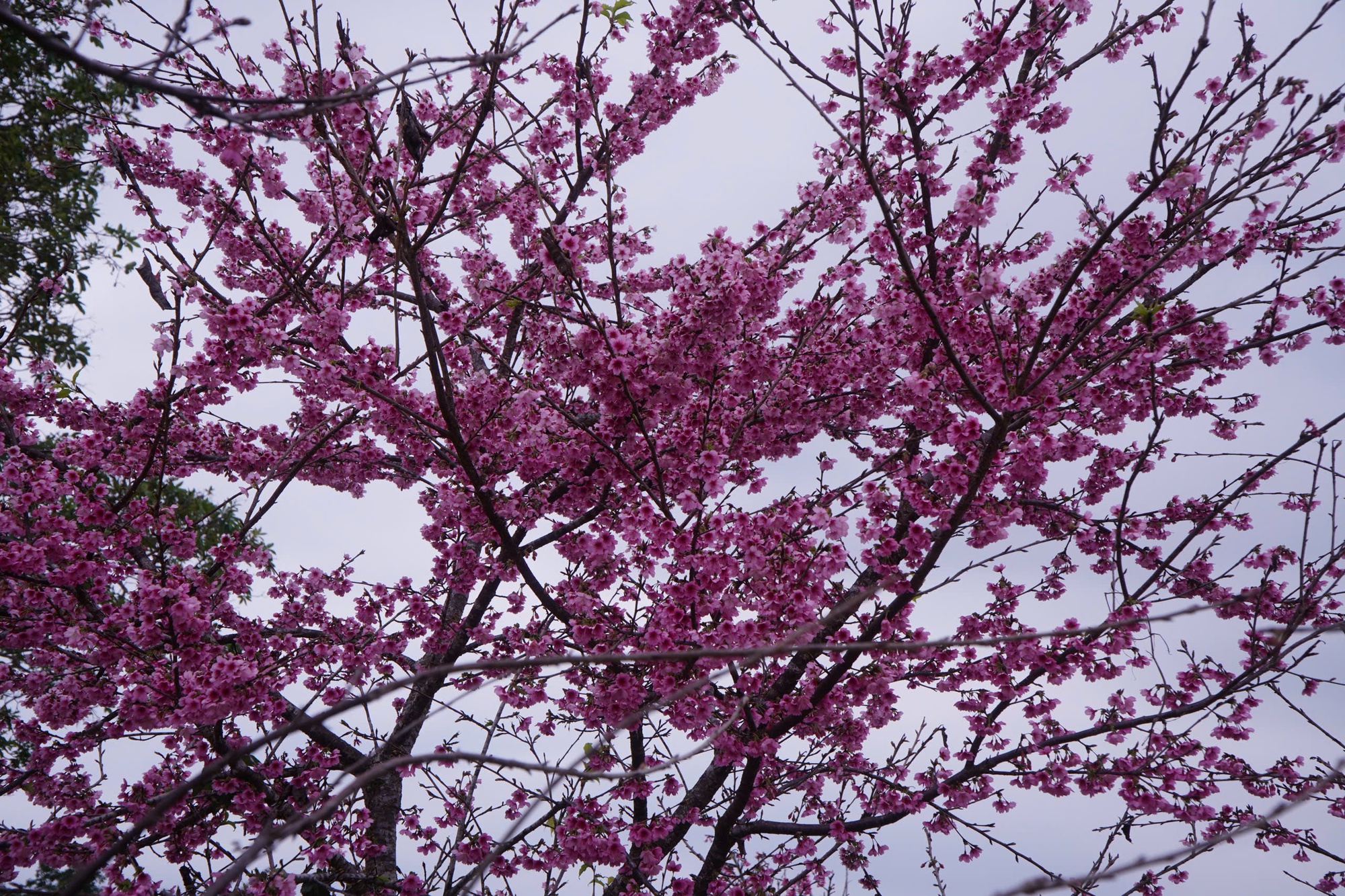 Check-in rừng hoa anh đ&agrave;o Nhật Bản đang nở rộ ở Điện Bi&ecirc;n- Ảnh 12.