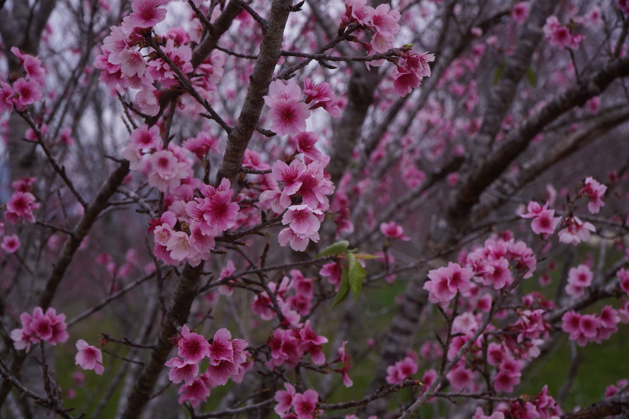 Check-in rừng hoa anh đ&agrave;o Nhật Bản đang nở rộ ở Điện Bi&ecirc;n- Ảnh 11.
