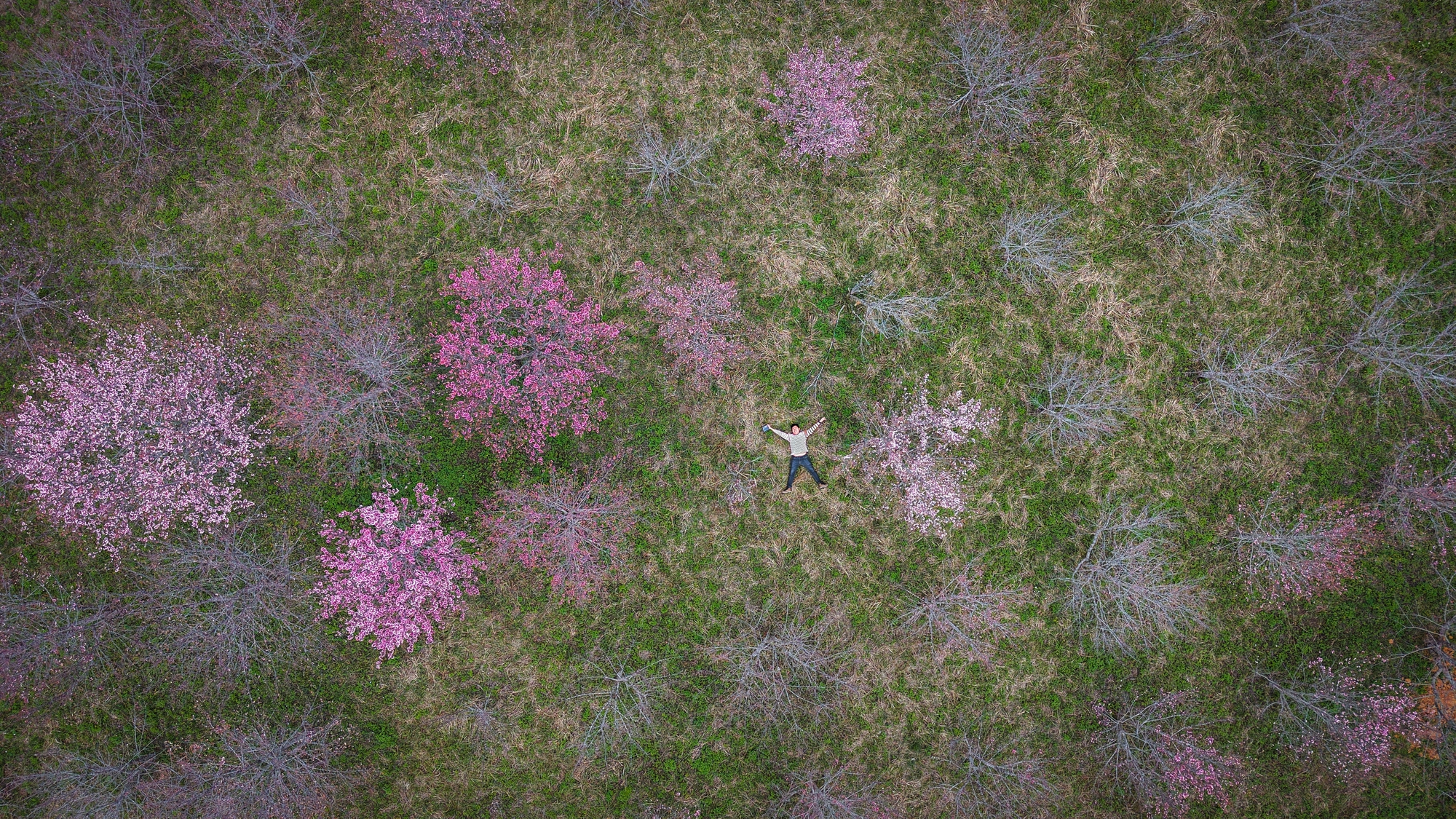 Check-in rừng hoa anh đ&agrave;o Nhật Bản đang nở rộ ở Điện Bi&ecirc;n- Ảnh 2.