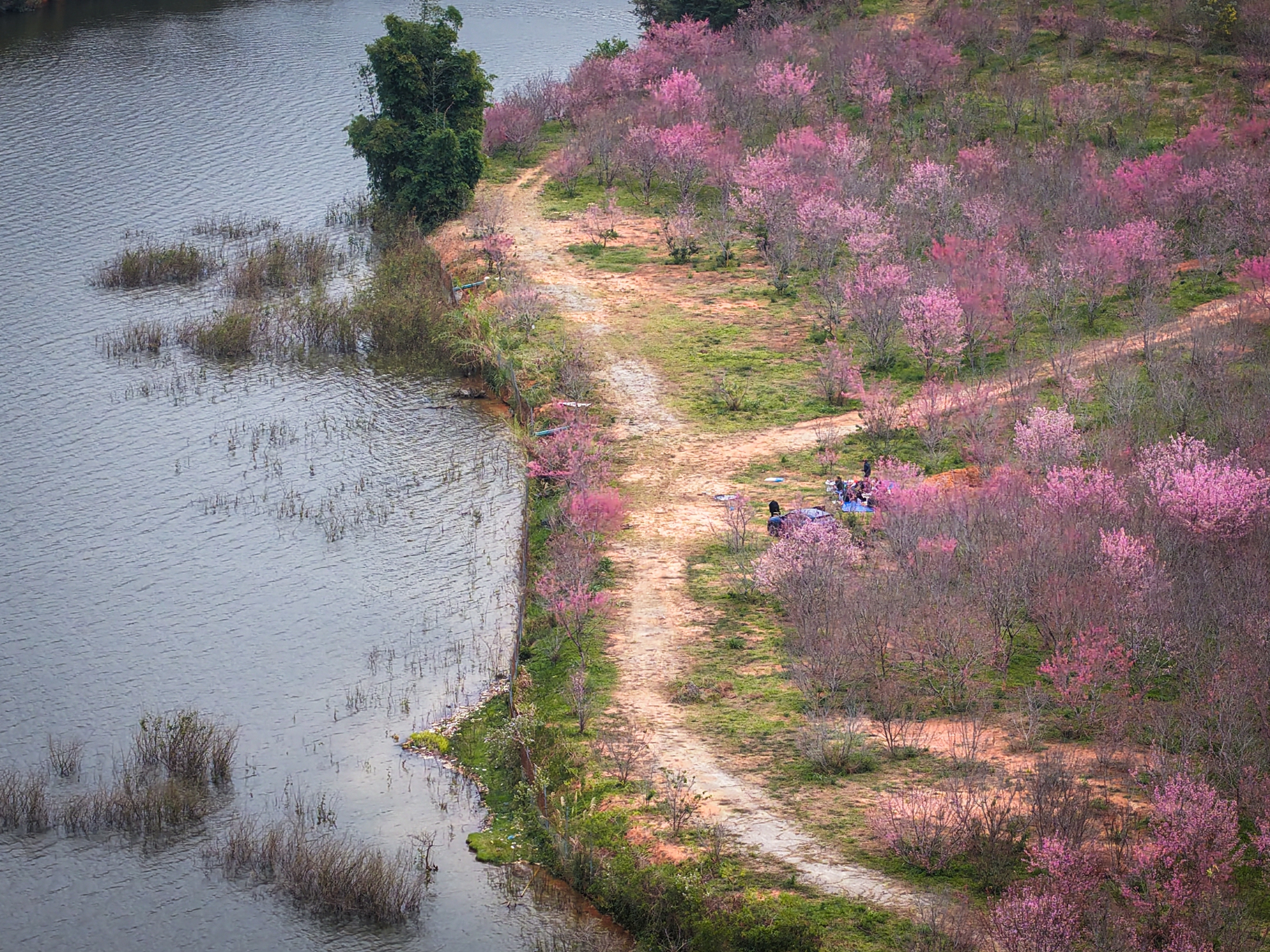 Check-in rừng hoa anh đ&agrave;o Nhật Bản đang nở rộ ở Điện Bi&ecirc;n- Ảnh 5.