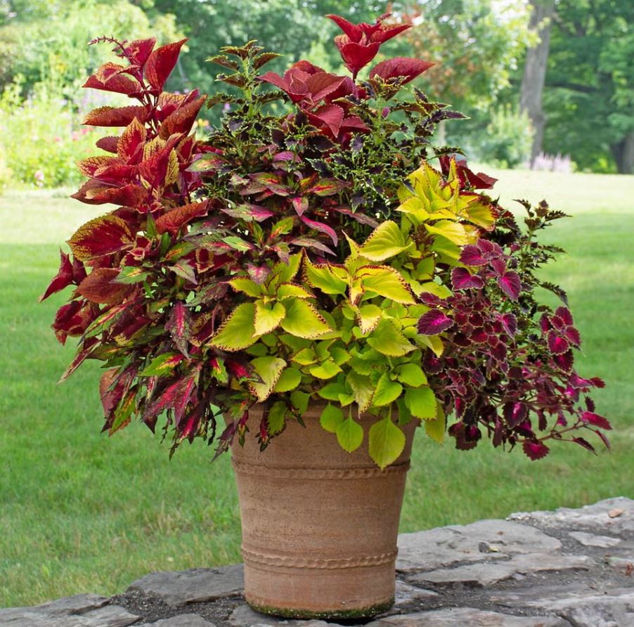 10 loại c&acirc;y trồng trước nh&agrave; cực hợp: H&agrave;ng x&oacute;m nh&igrave;n thấy sẽ phải gọi điện ngay cho bạn- Ảnh 4.