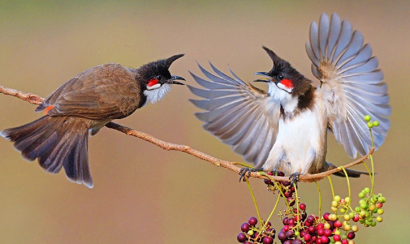 Lo&agrave;i chim &ldquo;h&uacute;t t&agrave;i lộc&rdquo;: Xuất hiện d&agrave;y đặc ở Việt Nam v&igrave; l&yacute; do kh&ocirc;ng ngờ- Ảnh 1.