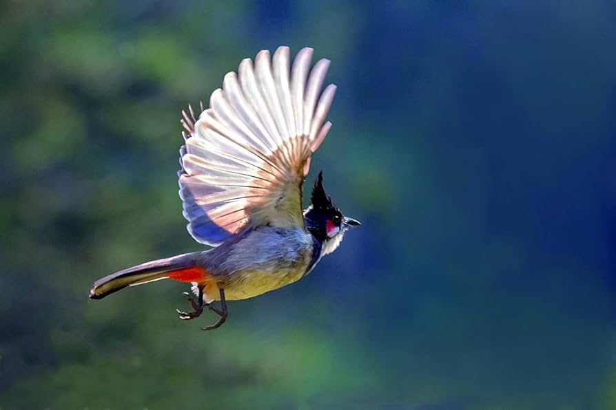 Lo&agrave;i chim &ldquo;h&uacute;t t&agrave;i lộc&rdquo;: Xuất hiện d&agrave;y đặc ở Việt Nam v&igrave; l&yacute; do kh&ocirc;ng ngờ- Ảnh 5.