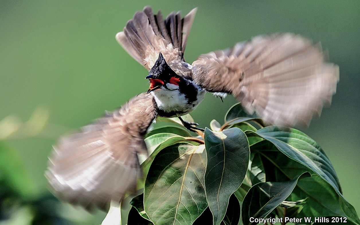 Lo&agrave;i chim &ldquo;h&uacute;t t&agrave;i lộc&rdquo;: Xuất hiện d&agrave;y đặc ở Việt Nam v&igrave; l&yacute; do kh&ocirc;ng ngờ- Ảnh 2.