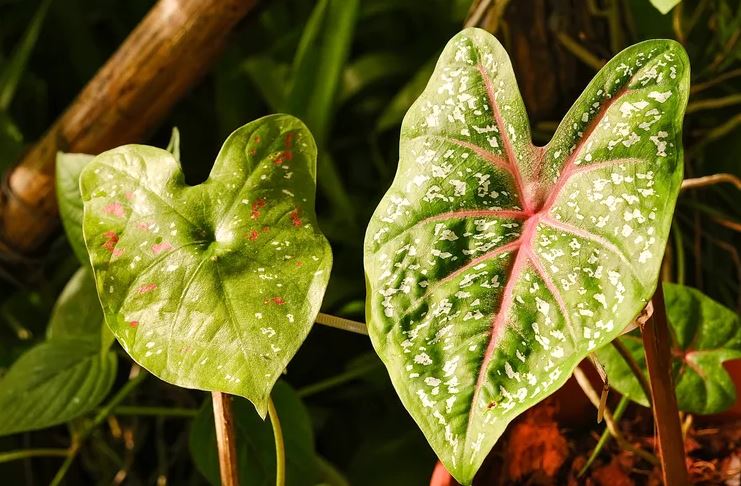 7 loại c&acirc;y c&oacute; cho cũng kh&ocirc;ng n&ecirc;n trồng trong nh&agrave;- Ảnh 1.