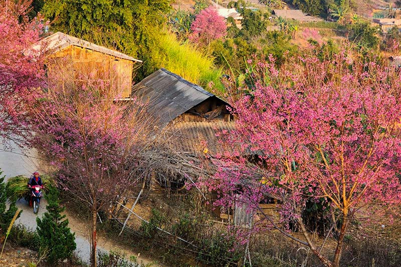 Kh&ocirc;ng phải H&agrave;n Quốc, Nhật Bản, đ&acirc;y l&agrave; nơi đang c&oacute; hoa mai anh đ&agrave;o nở rực 1 g&oacute;c trời: C&aacute;ch H&agrave; Nội 300km- Ảnh 2.