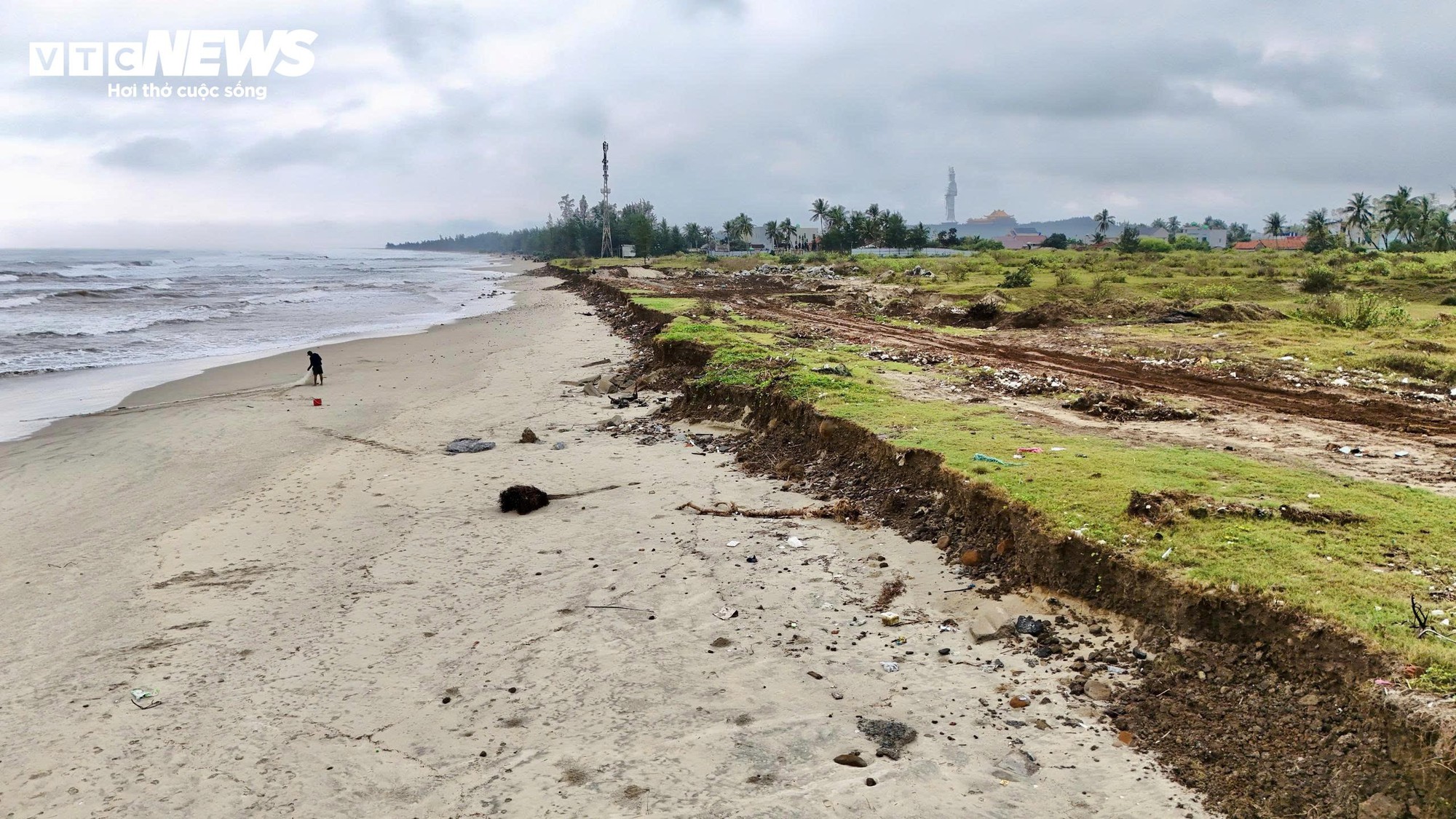 S&oacute;ng 'ngoạm' bật gốc phi lao, ph&aacute; tan hoang b&atilde;i biển đẹp nhất Quảng Ng&atilde;i- Ảnh 8.