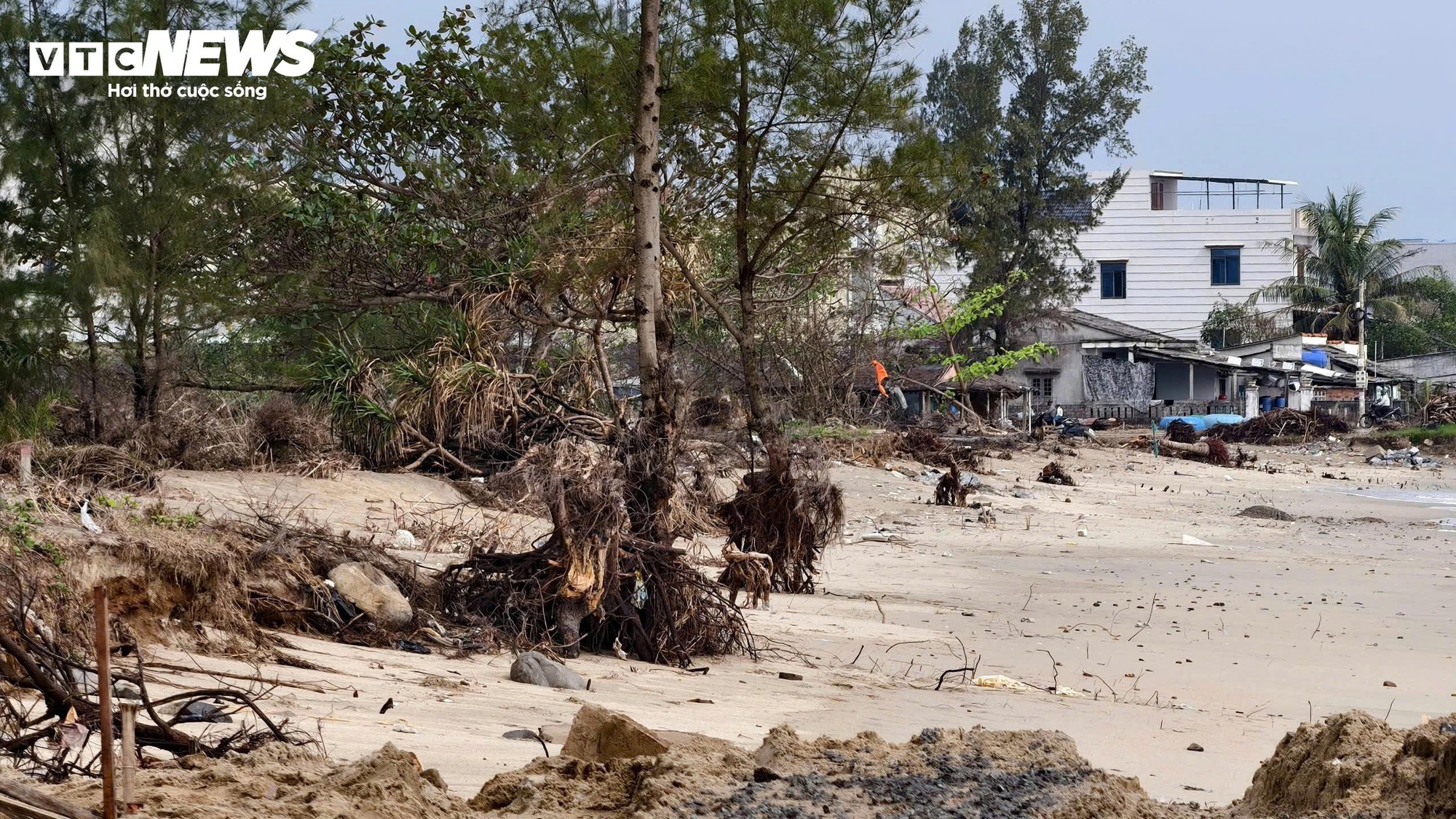 S&oacute;ng 'ngoạm' bật gốc phi lao, ph&aacute; tan hoang b&atilde;i biển đẹp nhất Quảng Ng&atilde;i- Ảnh 5.