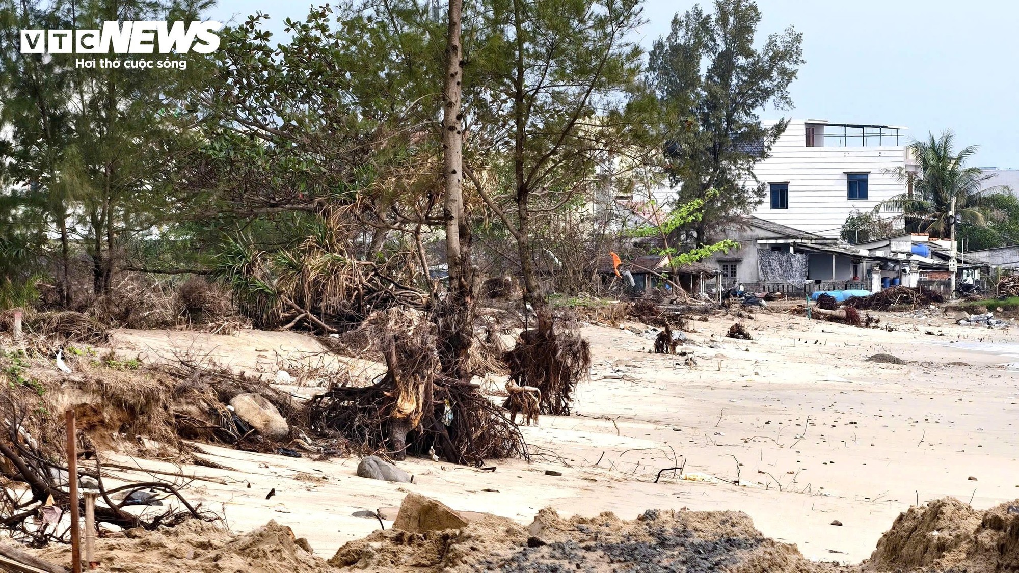 S&oacute;ng 'ngoạm' bật gốc phi lao, ph&aacute; tan hoang b&atilde;i biển đẹp nhất Quảng Ng&atilde;i- Ảnh 9.